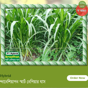 স্মার্ট নেপিয়ার ঘাস
