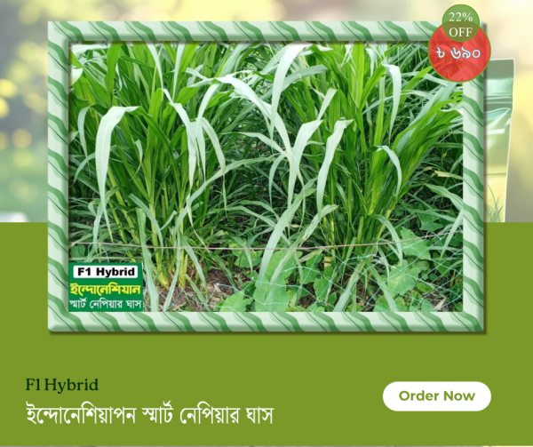 স্মার্ট নেপিয়ার ঘাস