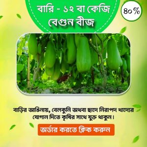 বারি -12 বেগুনের বীজ
