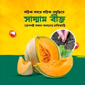 ১২ মাসী সাম্মাম বীজ