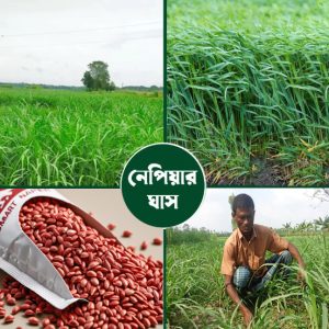 স্মার্ট নেপিয়ার ঘাস বীজ