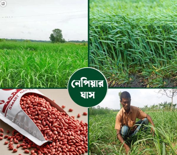 স্মার্ট নেপিয়ার ঘাস বীজ